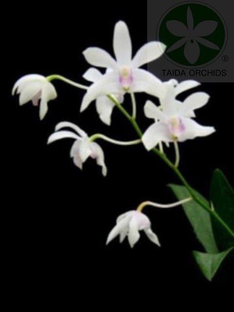 展壯台大蘭園,【A01880】Den. Specio-kingianum 