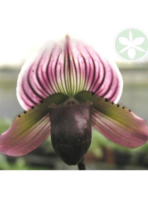 Paph. Hsinying Carlos (Maudiae type)